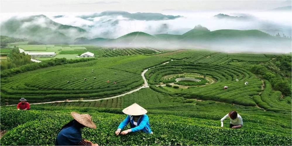 千岛湖茶能否“茶香飘遍神州”，你的这一票将至关重要！——记“千湖香”茶叶的品牌崛起之路